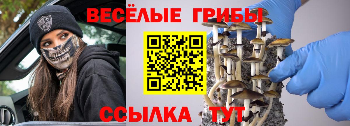 Псилоцибиновые грибы Psilocybe Можайск